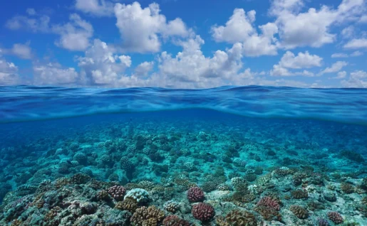 Corail, Polynésie Française