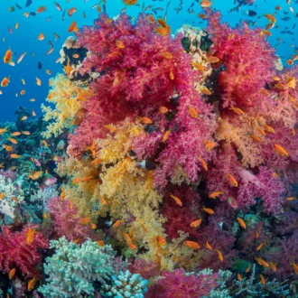 Marsa Alam, Egypte