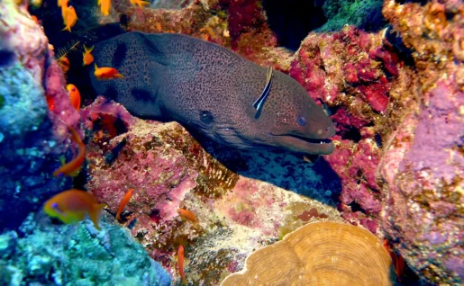 Marsa Alam, Egypte