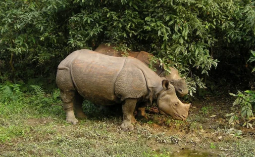 Rhinocéros, Chitwan, Népal