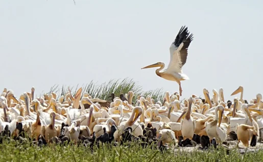 Parc National du Djoudj, Sénégal
