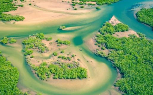 Parc Naturel du Delta du Saloum, Sénégal