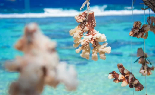 Corail à Huahine