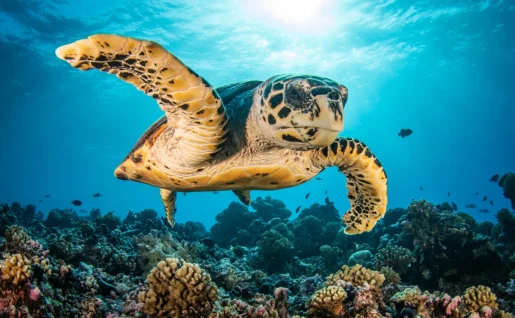 Rangiroa, Tortues