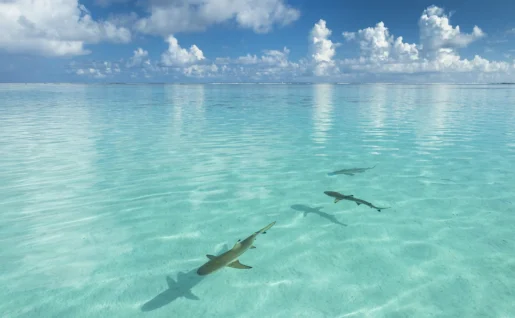 Requins pointes noires, Moorea
