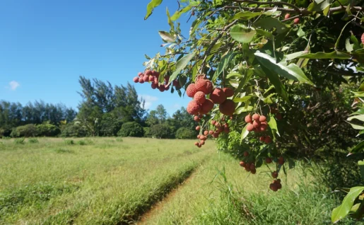 Litchi, Tubuai