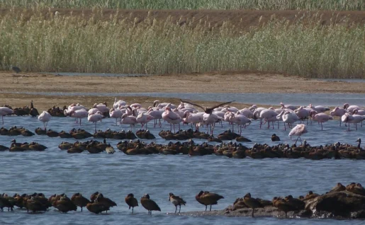 Parc National du Djoudj, Sénégal