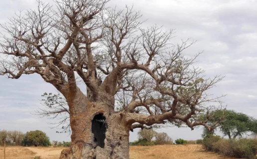 Baobab de Sindia, Sénégal