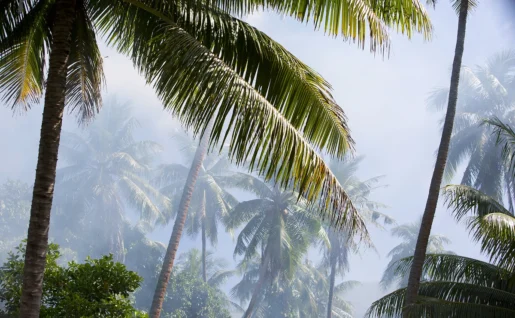 Raiatea, Cocotier