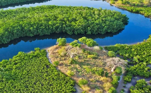 Parc Naturel du Delta du Saloum, Sénégal