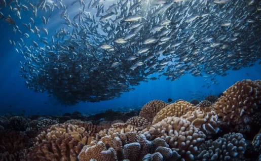 Balai aquatique, Fakarava