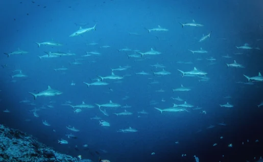 Mur de Requin, Fakarava