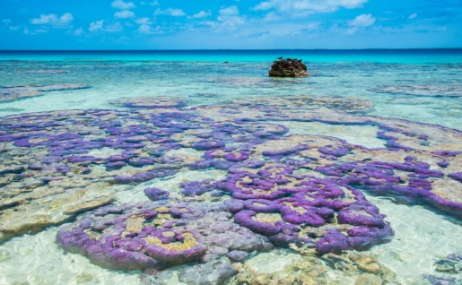 Tikehau