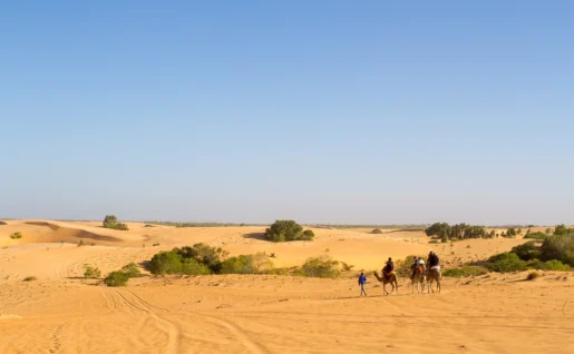 Dromadaires, Dunes de Lompoul, Sénégal