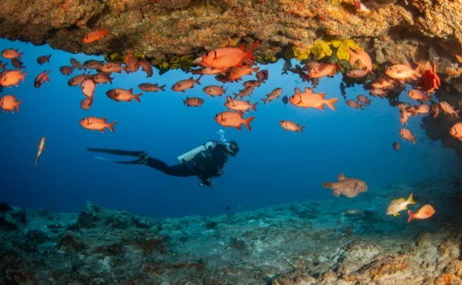 Plongée à Rangiroa