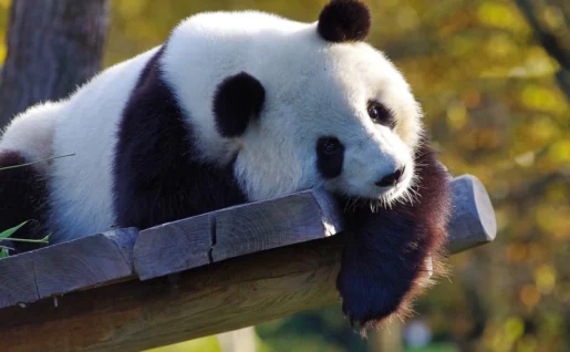 Panda, Chengdu, Chine
