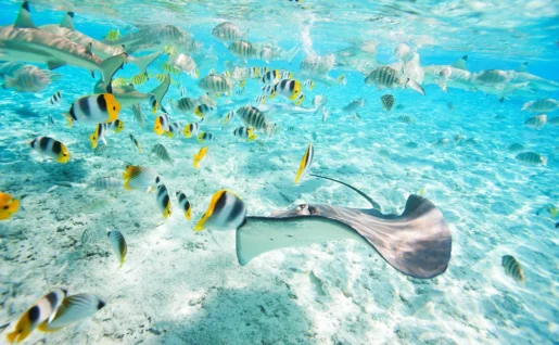 Raie, requins et poissons multicolores, Bora Bora, archipel de la Société, Polynésie Française