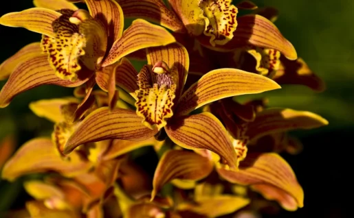 Orchidée, Laos