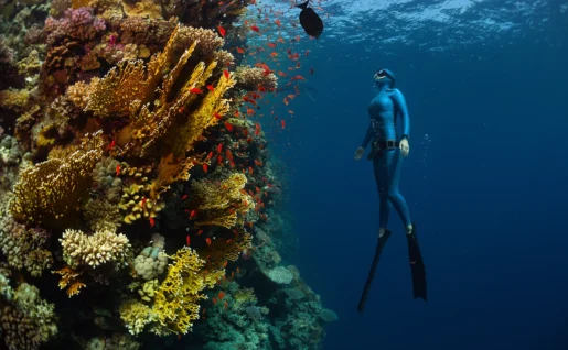 Récif en mer Rouge