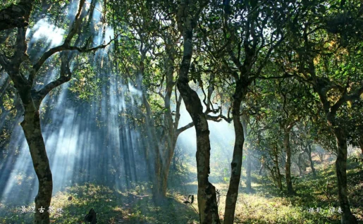 Jingmaishan, Yunnan, Chine