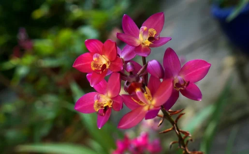 Orchidée, Laos