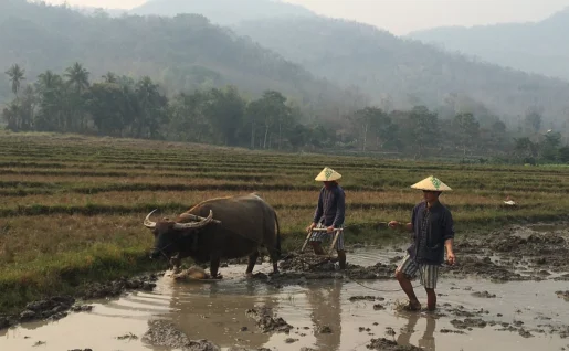 Living Land Farm