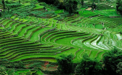 Rizières, Yuanyang, Chine