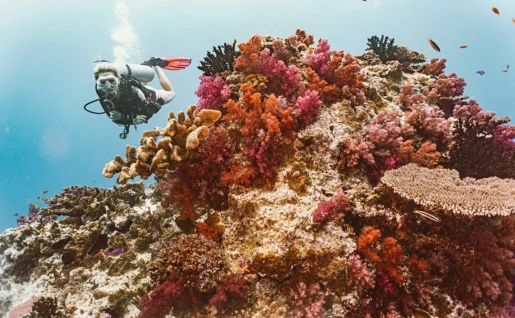 Plongée sous-marine, Taveuni, Fidji
