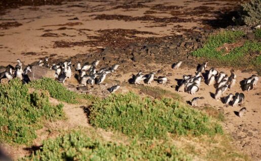 Pingouins, Summerlands, Phillip Island
