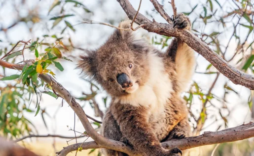 Koala