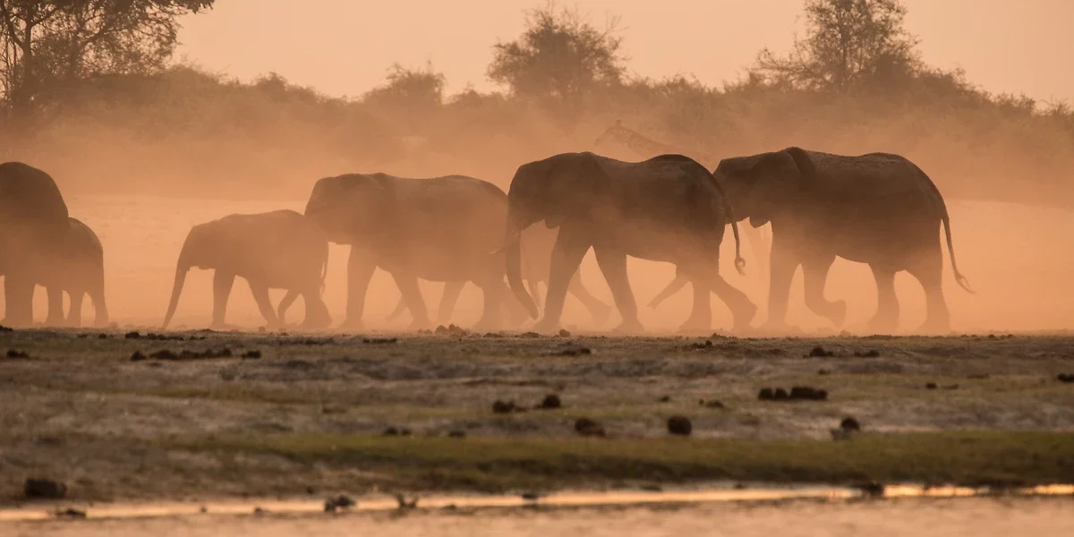 Éléphants au Chobe National Park, Tanzanie