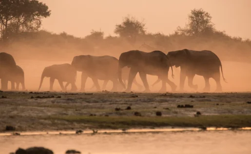 Éléphants au Chobe National Park, Tanzanie