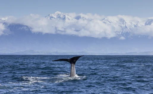 Kaikoura