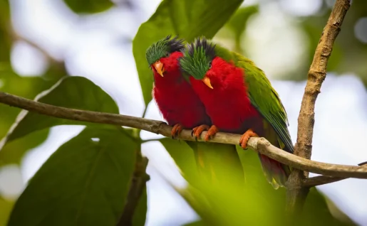 Oiseaux, Rimatara, Australes