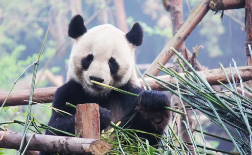 Panda, Chengdu, Chine