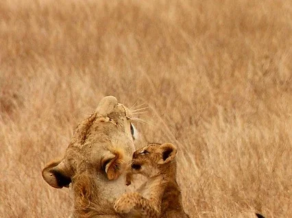 Lion et son lionceau, savane grillée, mara