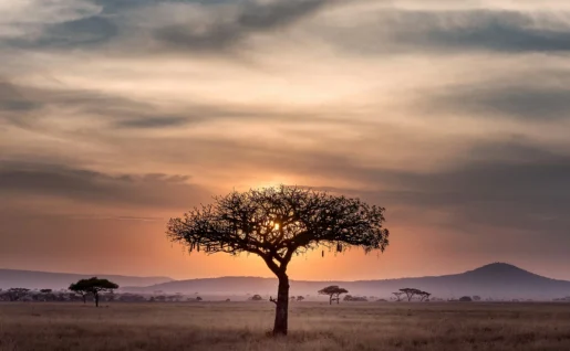 Eléphants, lit de rivière, tarangire, baobabs, Tanzanie