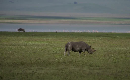 Tarangire, éléphants, montgolfière, tanzanie
