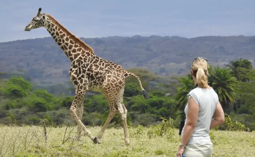 Siringit-Villa-Arusha girafe