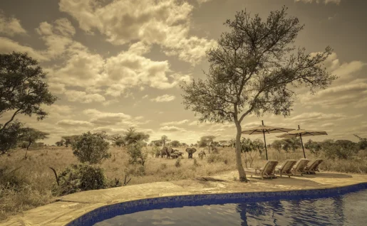 Nimali Tarangire camp pool