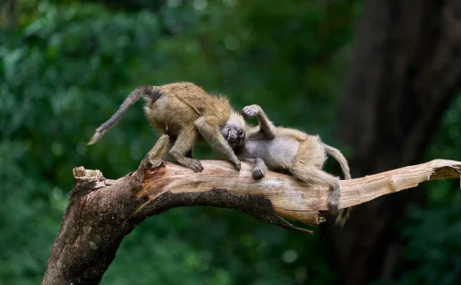 Manyara singes-bruns-sur-une-branche-darbre-brune-pendant-la-journée