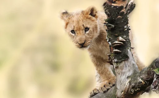lion-cub-cat-sauvage-chat-sauvage