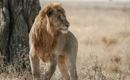 Lion, Nimali Senregeti camp, central
