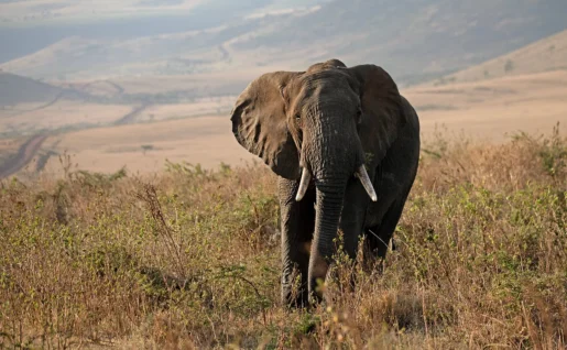 éléphant-tanzanie-afrique-safari