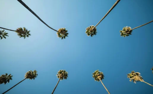 Palmiers à Los Angeles