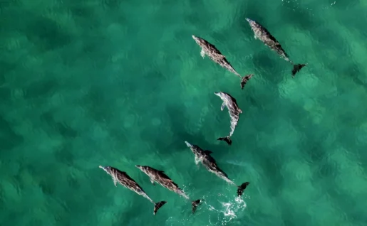 Dauphins, Ponta do Ouro, Mozambique