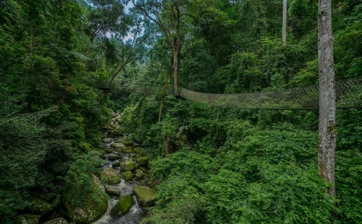 Forêt, Nam Kat Yorlapa, Oudomxay, Laos