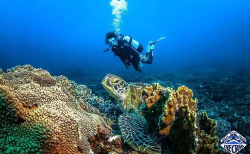 Plongée sous marine