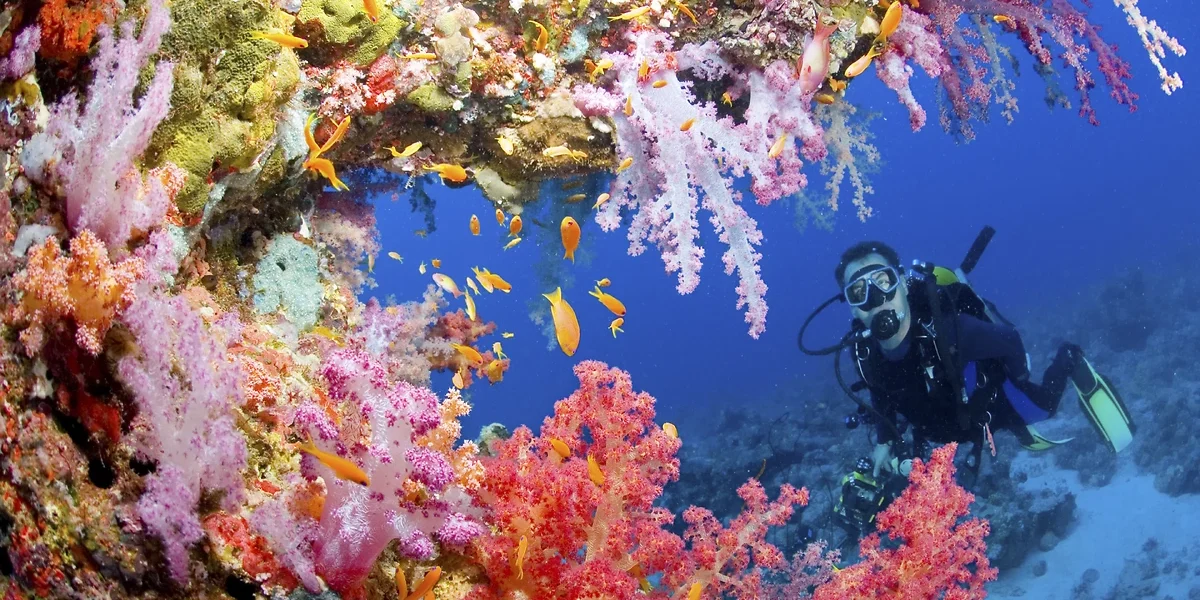 Plongeur plongeur dans le récif de la Mer Rouge, Égypte