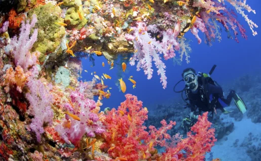 Plongeur plongeur dans le récif de la Mer Rouge, Égypte